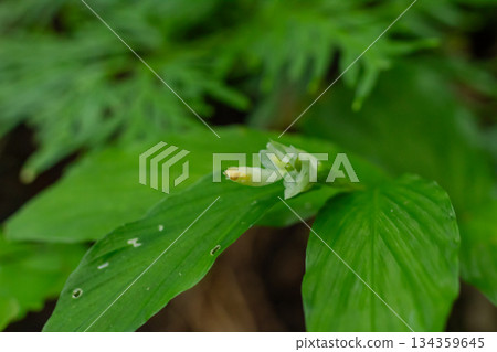 Detailed macro shot of Kaempferia galanga (Aromatic Ginger) small white blossom showing intricate structure against a vivid green bokeh background in the jungle. 134359645