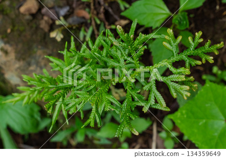 Detailed macro shot of vibrant green Selaginella foliage (Spikemoss), showing delicate bifurcating branches and scale-like leaves, soft focus background, nature context. Detailed macro shot of vibrant green Selaginella foliage (Spikemoss), showing delicate bifurcating branches and scale-like leaves, soft focus background, nature context. 134359649