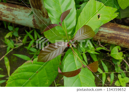 Close up detail of new growth shoot featuring glossy bronze juvenile leaves contrasting with mature green tropical environment 134359652