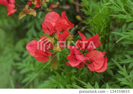 Vibrant red Bougainvillea glabra bracts close-up in high detail against dense, contrasting bright green garden leaves, focusing on texture and tropical beauty 134359655