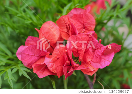 Vibrant macro photograph of blooming Bougainvillea glabra bracts, focused sharply on the detailed texture and vivid magenta-red color palette in a tropical garden setting. 134359657