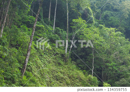 Dense tropical rainforest hillside of Bayan village, North Lombok, Indonesia, lush green jungle scenery. Dense tropical rainforest hillside of Bayan village, North Lombok, Indonesia, lush green jungle scenery. 134359755