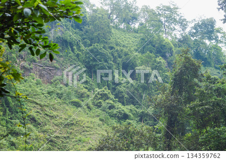 Steep tropical hillside covered with dense green jungle foliage and visible rock cliff face in Bayan, North Lombok, Indonesia. 134359762