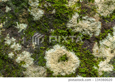 Green Moss and Lichen Texture on Rough Grey Rock Surface Background 134360020