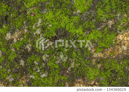 Seamless texture of vibrant green moss growing on wet dark rock surface background. Seamless texture of vibrant green moss growing on wet dark rock surface background. 134360029