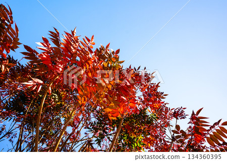 秋日里日本蠟樹的葉子映襯著藍天 a-2 高飽和度對比 134360395