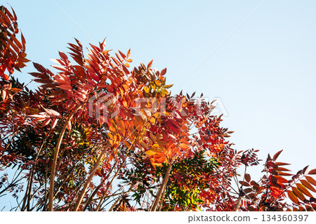 秋日里，日本蠟樹的葉子在藍天的襯托下閃閃發光，A-4膠片風格 134360397