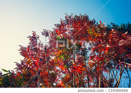 秋日裡，蠟樹的葉子在藍天的襯托下格外醒目。 b-3 強調冷暖色調的運用 134360400