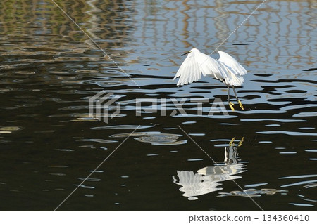 Egret flying over the water 134360410