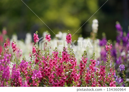 Cute angelonia flowers Cute angelonia flowers 134360964