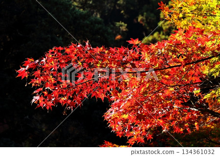 Burning autumn leaves shining through the sunlight Burning autumn leaves shining through the sunlight 134361032