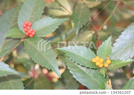 Holly Holly 134361207