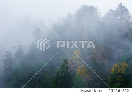 A forest shrouded in mist near Hisuikyo Gorge in Gifu Prefecture 134361230