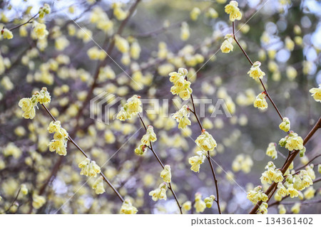 Hyuuga Dogwood Spring Witch Hazel 134361402