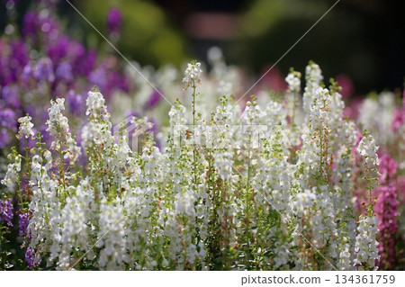 Refreshing Angelonia flowers Refreshing Angelonia flowers 134361759