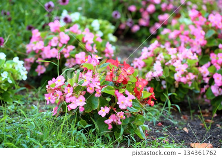 Cute begonia flowers Cute begonia flowers 134361762