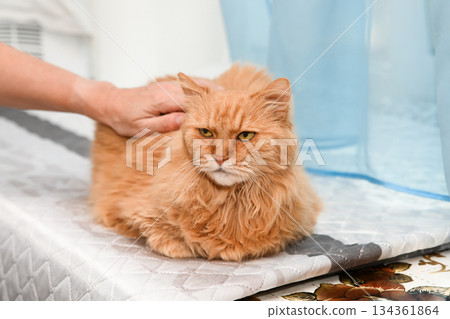 Elderly 20 year old ginger cat resting calmly while a person gently pets it, showing senior pet care, human presence, comfort, and attention to an aging animal. Elderly 20 year old ginger cat resting calmly while a person gently pets it, showing senior pet care, human presence, comfort, and attention to an aging animal. 134361864