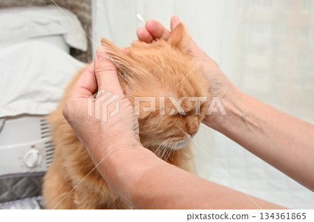 A 20 year old ginger cat receives gentle ear cleaning with a cotton swab, showing careful home grooming and supportive care for an elderly pet. A 20 year old ginger cat receives gentle ear cleaning with a cotton swab, showing careful home grooming and supportive care for an elderly pet. 134361865