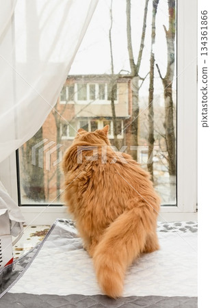 Elderly 20 years old ginger cat sits on a windowsill and looks outside, observing the cold season landscape with calm attention and a quiet reflective mood. 134361866