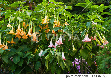 Blooming brugmansia shrubs with large hanging trumpet flowers in pink and yellow colors growing in lush green garden foliage 134361886
