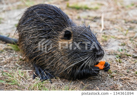 Nutria Myocastor coypus eating a carrot on the ground near water. Brown wet fur animal with long whiskers and webbed hind feet in natural habitat. Nutria Myocastor coypus eating a carrot on the ground near water. Brown wet fur animal with long whiskers and webbed hind feet in natural habitat. 134361894