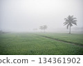 Scenery view of the countryside in Chiang Rai province covered with fog during winter season in Thailand. 134361902