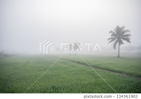Scenery view of the countryside in Chiang Rai province covered with fog during winter season in Thailand. 134361902