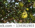 Pomelo growth on fruit tree. Pomelos are large citrus fruits that have a refreshingly sweet and tart taste. 134361903