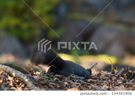 北海道野生松鼠在秋日森林中覓食堅果（小動物，可愛） 134361908