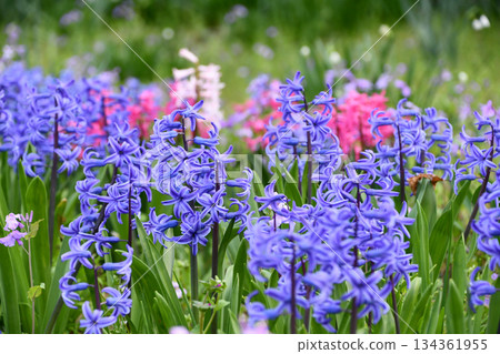 Hyacinth Hyacinth 134361955