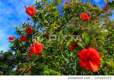 沖繩：藍天與紅芙蓉花 134362023