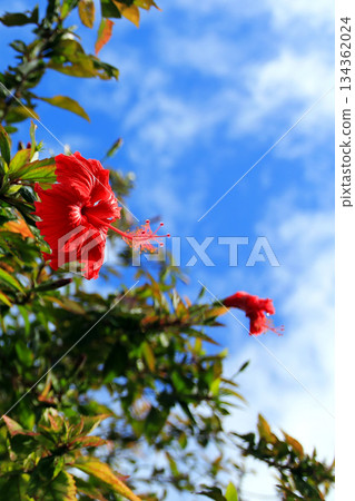 沖繩：藍天與紅芙蓉花 134362024