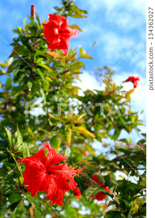 沖繩：藍天與紅芙蓉花 134362027