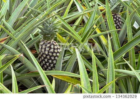 沖繩鳳梨田 134362029