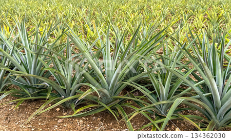 沖繩鳳梨田 134362030