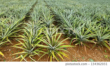 Okinawa pineapple fields Okinawa pineapple fields 134362031