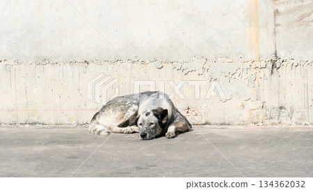 Thailand dog white and dot black color sleeping outdoor. Surface and background of cement. Thailand dog white and dot black color sleeping outdoor. Surface and background of cement. 134362032