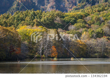 長野縣戶隱町，秋葉染成的鏡池 134362194