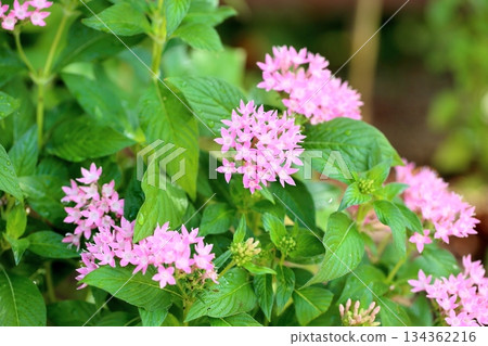 Cute Pentas Flowers Cute Pentas Flowers 134362216
