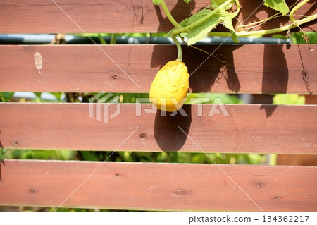 Pumpkin seeds Pumpkin seeds 134362217