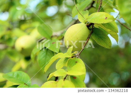 卡琳的果實 134362218