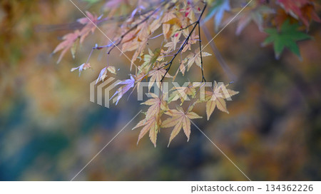 Autumn leaves of old temple Autumn leaves of old temple 134362226