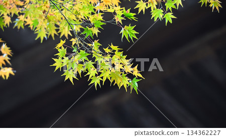 Autumn leaves of old temple Autumn leaves of old temple 134362227