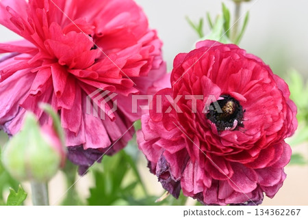 Red flower Red flower 134362267