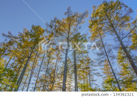 Metasequoia trees shining against the blue sky, Togakushi, Nagano Prefecture Metasequoia trees shining against the blue sky, Togakushi, Nagano Prefecture 134362321