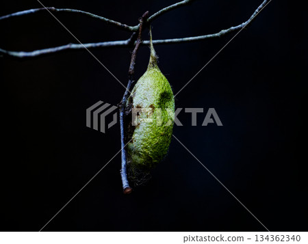 Emerald-colored cocoons of the Saturniidae moth 134362340