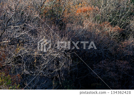 Winter woods at dusk Winter woods at dusk 134362428