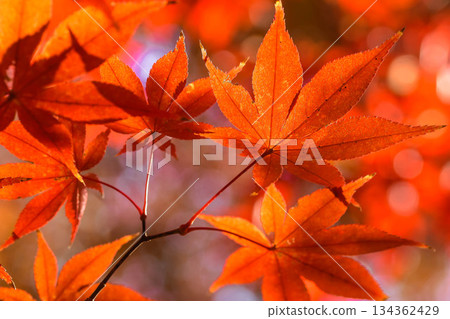 Autumn leaves in late autumn Autumn leaves in late autumn 134362429