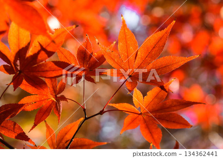 深秋的落葉 134362441