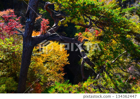 Autumn Babysitting Pine Tree (Naganohara Town, Gunma Prefecture) Autumn Babysitting Pine Tree (Naganohara Town, Gunma Prefecture) 134362447